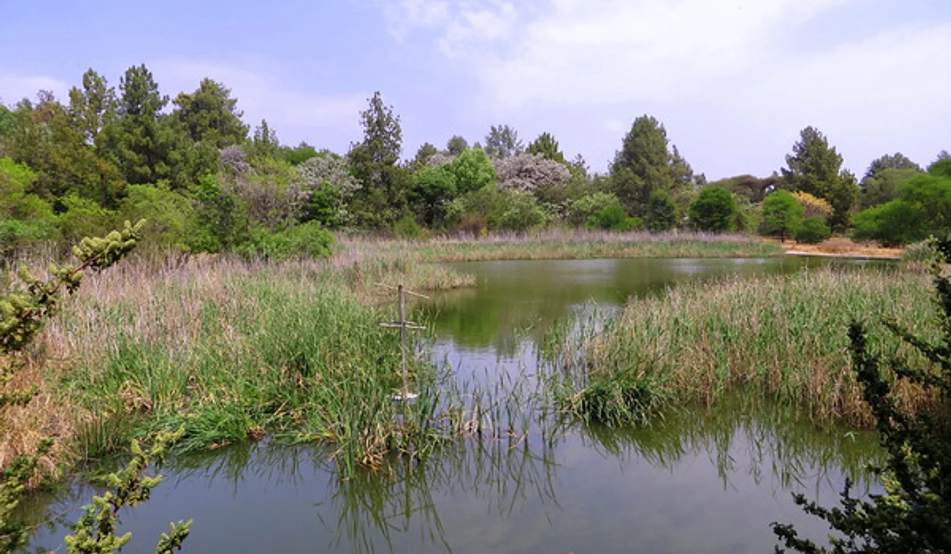 The wetland and indigenous vegetation at Norscot Koppies