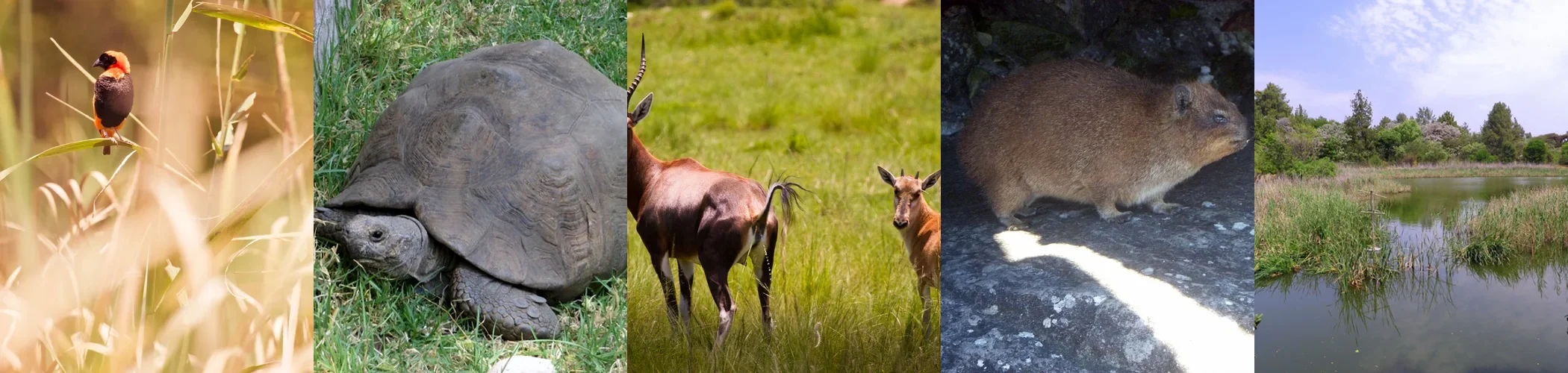 Red bishop, tortoise, blesbok, rock hyrax and wetland habitat